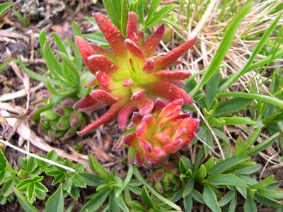 DSCN1624